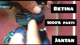 easy tips to differentiate between male and female blue doraemon creepers