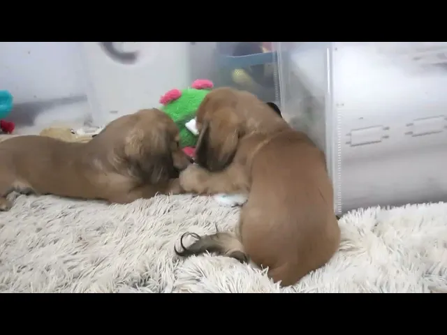 動画