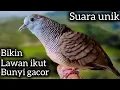 PERKUTUT LOKAL GACOR SUARA UNIK BIKIN LAWAN IKUT BUNYI CEPAT GACOR. 