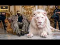 Download Lagu Os 15 Animais Mais Caros Que Valem Mais De US$ 10 Milhões - O Último Vai Te Deixar Inacreditável