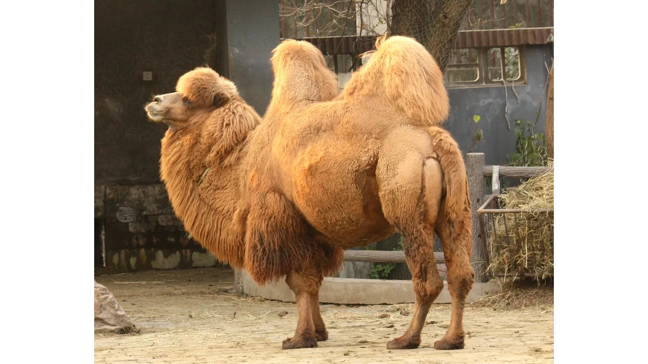 Camel documentary