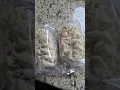 making omaha steaks stuffed cheese potatoes part 1 shorts is part 2