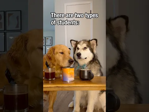 Back to school, but make it Genius Dog! #Genius Dog #BackToSchool