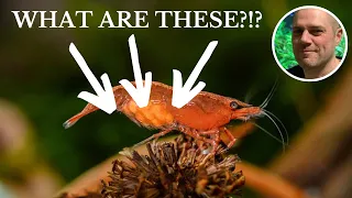 Do Red Cherry Shrimps Lay Eggs
