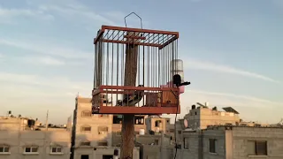 حسون للصيد كلامه حلو  حسون للصيد كلامه حلو