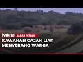 Lagu Kades Tewas Akibat Serangan Gajah Liar | Kabar Petang