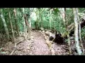 The Terrifying Sound of Howler Monkeys