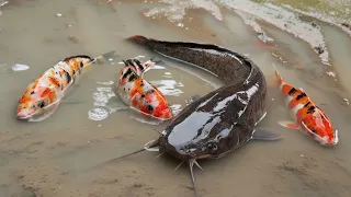 Menemukan Ikan Lele di Sawah, Ikan Mas, Ikan Nila, Gurita, Kepiting, Hiu [Part613]