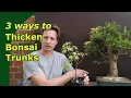 Thicken trunks for bonsai 3 Ways to grown trunks out