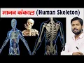 Human Skeleton Bones Cartilage Skeleton System