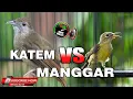 Download Lagu KAPAS TEMBAK GACOR VS KOLIBRI MANGGAR BETINA GACOR FULL NGECRET JERNIH PANJANG DENGAN SUARA AIR