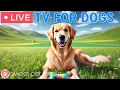 Download Lagu 🔴24 Hours of Dog TV🎵🐶Soothing Dog Music for Sleep🐾🩷Calming Music for Dogs with Stress and Anxiety