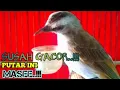 Download Lagu paling dicari ! terapi dan masteran trucukan biar gacor dan rajin ropel