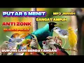 Download Lagu SUARA PIKAT BURUNG KECIL SANGAT AMPUH DAN MEMPESONA ANTI ZONK MP3 SUARA JERNIH