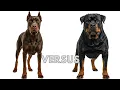 The Ultimate Showdown Rottweiler vs Doberman Pinscher