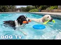12 Hours of Dog TV for Dogs to Watch Gentle Music for Dogs to Calm Down and Sleep Better
