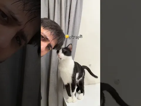 جربوه😂 #cat #هتضحك #قطط #كوميديات #اكسبلور #funny #ضحك