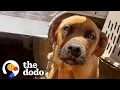 Lagu Dog Who Was Tied To A Trailer For A Month Jumps For Joy Now | The Dodo