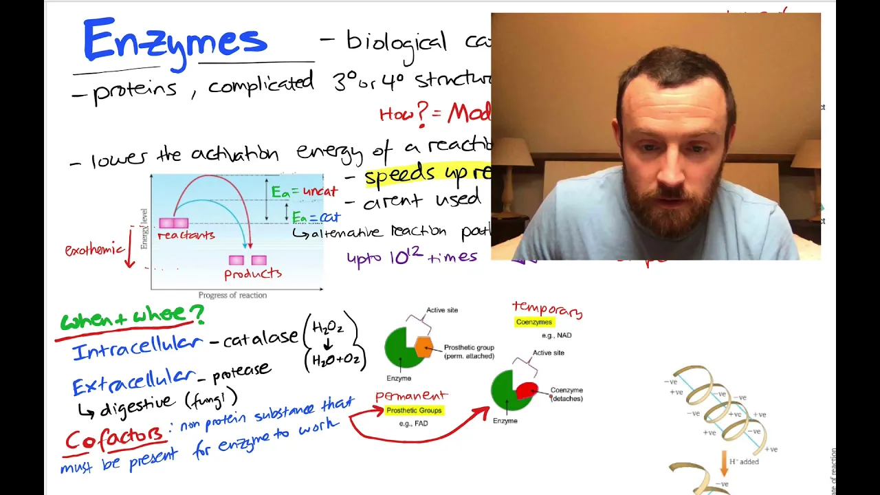 Enzymes Mindmap (OCR A Level Biology 2.4)