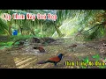 Download Lagu 2 Môn Phối Hợp Bẫy Chim Quốc Và Chim Bìm Bịp | Đam Mê Săn Bắt