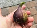 My Fig Graveyard - 2017 s Cull List