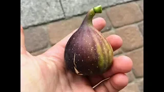 My Fig Graveyard - 2017 s Cull List