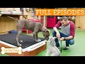 Anxious Pit Bull Learns Socialization Skills Lucky Dog Double Episode