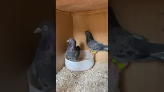 حمام قطايف لوت 