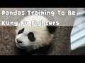 Download Lagu 【Panda Billboard】Episode148 Pandas Training To Bekung Fu Fighters | iPanda