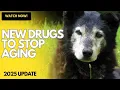 Download Lagu Nieuw medicijn kan het leven van uw hond verlengen - zo werkt het