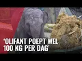 Download Lagu Nieuw bankje van olifantenpoep in dierentuin Artis