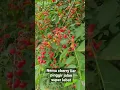 Download Lagu Nemu Cherry Liar Super Lebat Pinggir Jalan #shorts