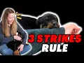 How to Stop Puppy Biting FAST Three Strikes Rule for Puppy Mouthing