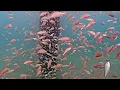 Underwater Fish Cam - June 2021 Recap