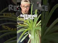 Download Lagu Reproduce Chlorophytum comosum o mas conocida como cintas o mala madre #plantas #Chlorophytum