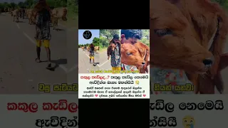 වස ප ට යට මහන ස ක යල කර ත යන යනව 