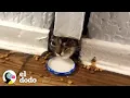 Stray cat trapped in wall for over a week The Dodo