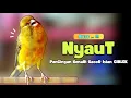 Download Lagu Kenari GACOR PANJANG !!! Suara PANCINGAN KENARI PAUD Belajar BUNYI Ngeriwik - MASTERAN Kenari PAUD