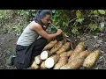 Lagu From forest to table – CEO cooks wild potatoes with the aroma of the mountains and forests-Anh Hmong