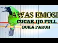Download Lagu Auto Emosi | Pancingan Cucak Ijo Gacor ngentrok Download Lagu Auto Emosi | Pancingan Cucak Ijo Gacor ngentrok