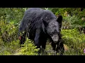 Oregon black bear who lost wariness of people after being fed by them is put down