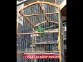burung kicau 8 Terbaik,di cari kicau mania indonesia cek harga burung.