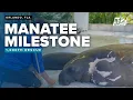 SeaWorld celebrates 1 000th manatee milestone highlights mother-daughter rescue