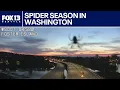 Spider season in Washington FOX 13 Seattle