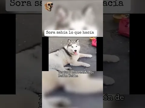 Sora sabía lo que hacía #bellabamba #animales #perros #historiasdeperros #historiasdeanimales