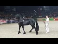 Download Lagu Beart 411 @stallion inspection 2019. Son of JASPER 366. Friesian horse
