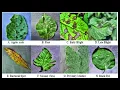 Plant Leaf diseases identification using Image Processing