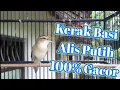 Download Lagu Pancingan Kerak Basi Alis Putih Gacor_Burung Cikrok Alis Putih