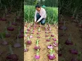 Lagu How to care onion farming | onion farming secrets #shorts #agriculture #farming