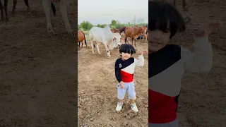 Ops Caught In Cow Mandi 